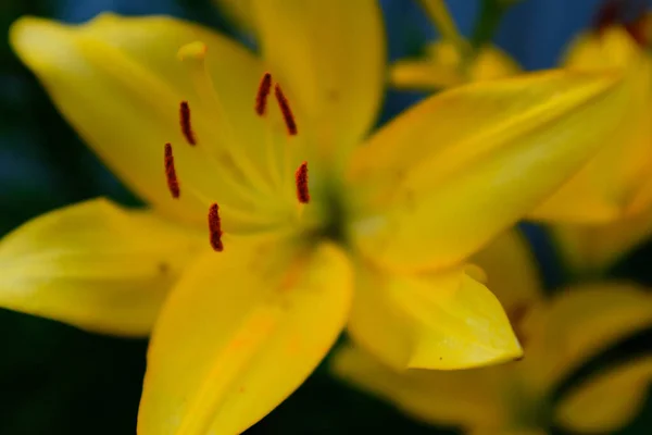 Seçici Odak Bahçedeki Sarı Zambak Çiçeği Yaklaş Makro Kahverengi Turuncu — Stok fotoğraf