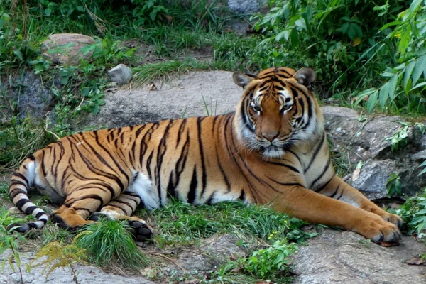 Dwudziestoletnia Tiger Zdjęcie Stockowe