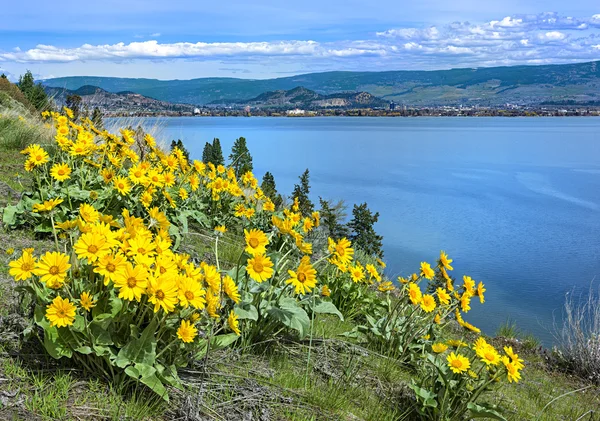 Danau Okanagan Kelowna British Columbia Canada dengan bunga Balsamroot — Stok Foto