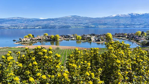 Suddivisione Lakefront sul lago Okanagan West Kelowna British Columbia Canada — Foto Stock