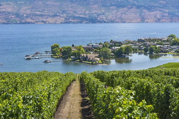 Okanagan Gölü Kelowna Bc Kanada bakan bağ