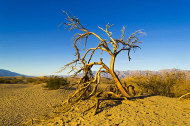 Mesquite düz Dunes Ölüm Vadisi DAAD ağacı