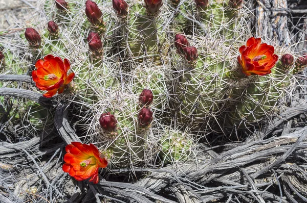 Blommande kaktus Woodgrain bakgrund — Stockfoto