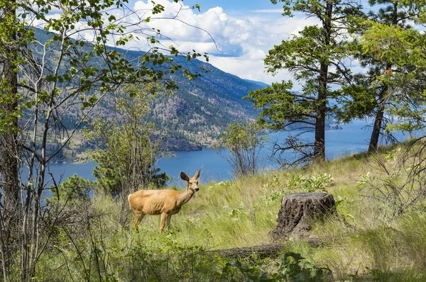 Mule Deer Danau Okanagan — Stok Foto