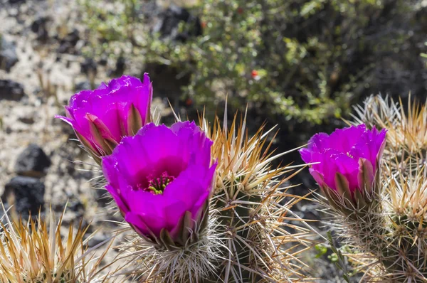 Flowering Cactus Background — Stock Photo, Image