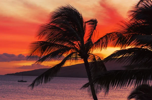 Maui Tropical Sunset — Stock Photo, Image