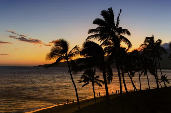 Palm Trees Against a Maui Sunset — Stock Photo, Image