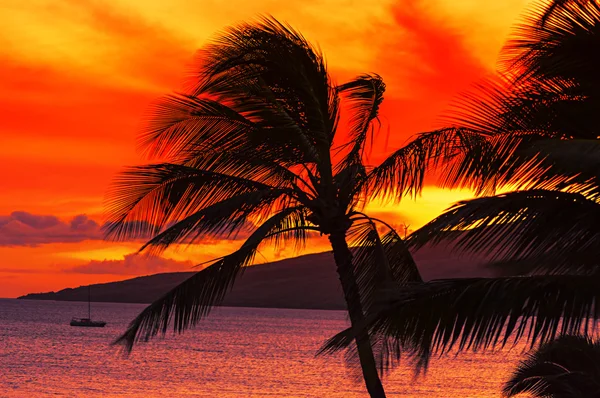 Maui zonsondergang en palmboom — Stockfoto