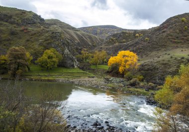 Nehir kıyısında altın ağaç