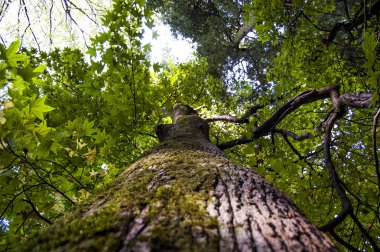 Dev yeşil akçaağaç