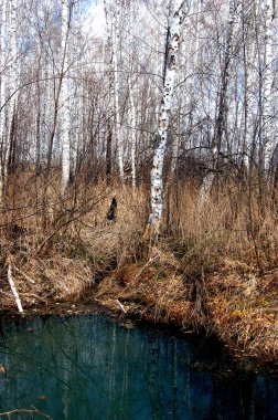 Yeşil bir arka plan üzerinde parlak kırmızı çiçek gül.