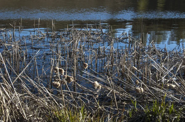 Nehir ve kuru sazlık