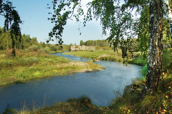 Yeşil bir arka plan üzerinde parlak kırmızı çiçek gül.