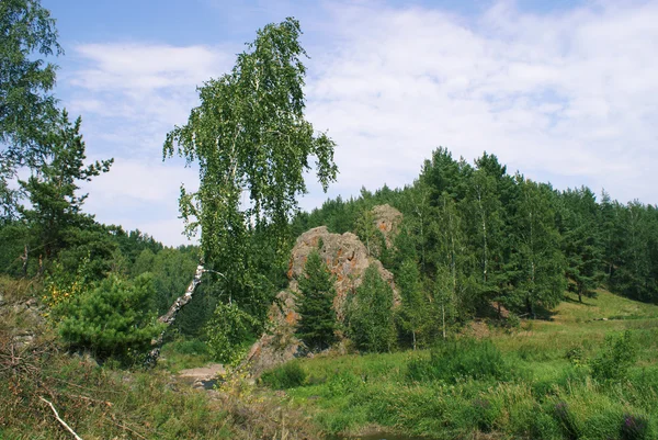 En ensom bjørk i skogen . – stockfoto