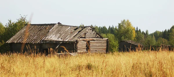 Yeşil bir arka plan üzerinde parlak kırmızı çiçek gül.