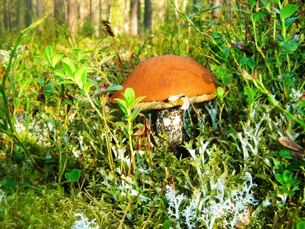 Yosun ve bilberry yaprakların arasında mantar