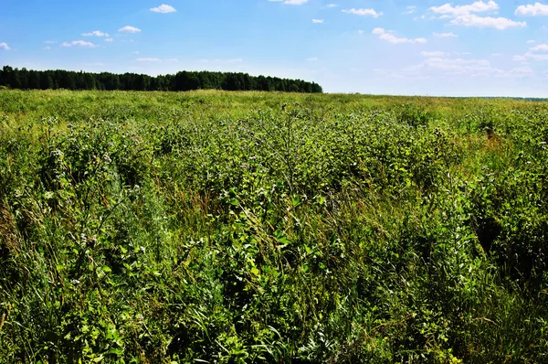 Leuchtend rot blühende Rose auf grünem Hintergrund. — Stockfoto