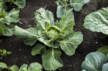 Yaz aylarında bahçede büyüyen yeşil lahana.