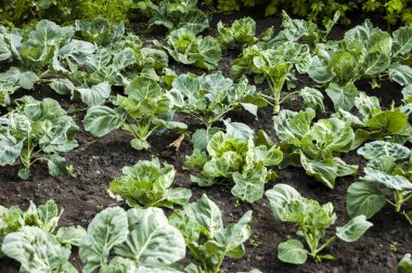 Yaz aylarında bahçede büyüyen yeşil lahana.
