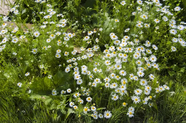 Büyüleyici bir glade yaz Bahçe çiçek ve yeşillik.