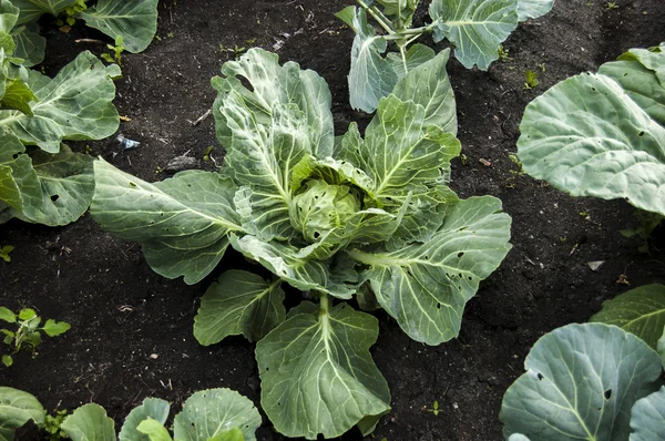 Yaz aylarında bahçede büyüyen yeşil lahana.