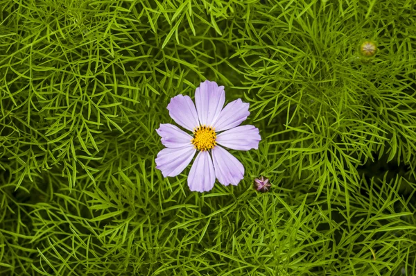 İhale Lila Kosmeya.