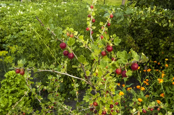 Bush Bahçe kırmızı bektaşi.
