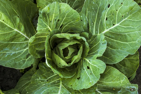 Yaz aylarında bahçede büyüyen yeşil lahana.