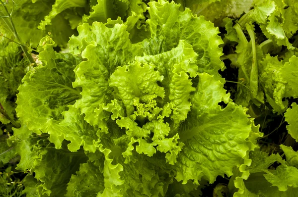 Grüner Salat, der im Sommer im Garten wächst. — Stockfoto