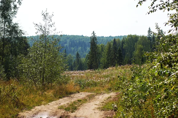 Die Straße in den Wald, früher Herbst — Stockfoto