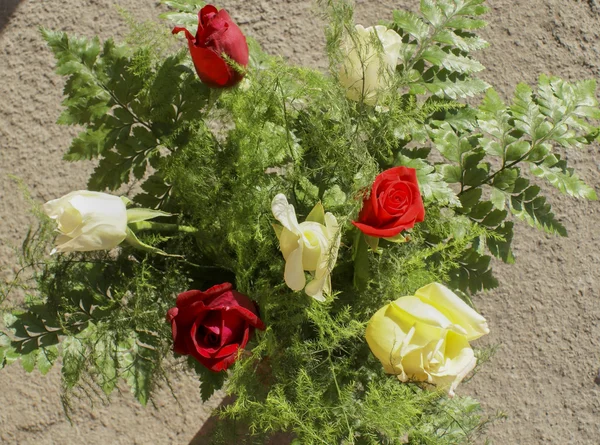 Brillante rosa roja sobre un fondo verde . — Foto de Stock