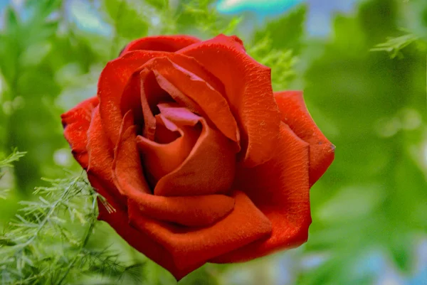 Yeşil bir arka plan üzerinde parlak kırmızı çiçek gül.