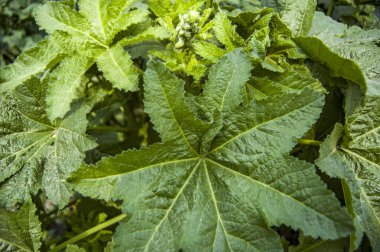 Yeşil arka plan oluşturmak için yaprakları ve doku için