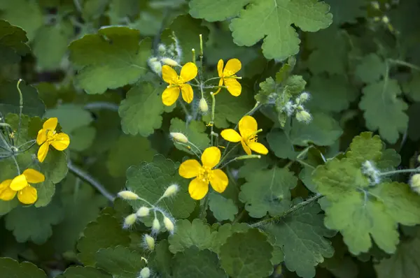 Yeşil arka plan oluşturmak için yaprakları ve doku için