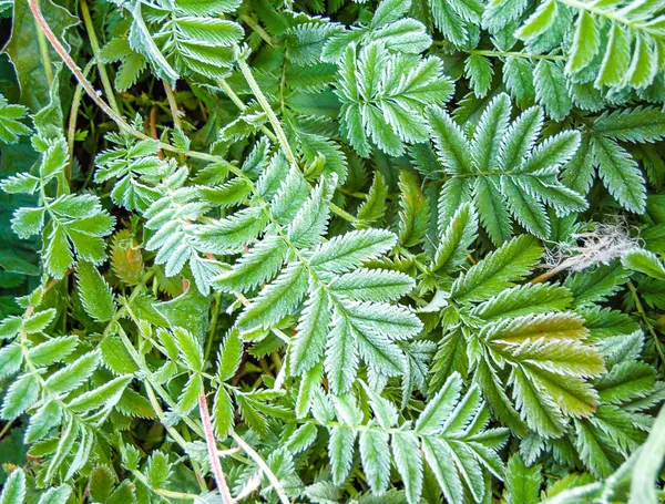 Yeşil arka plan oluşturmak için yaprakları ve doku için