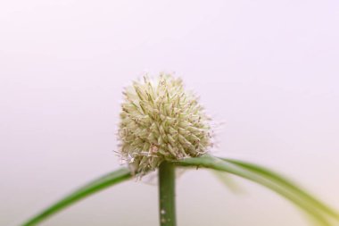 Simetrik Çimen Çiçeği Baş Makro Canlı Yeşil Arkaplan