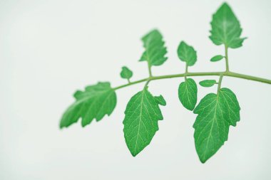 Beyaz Üzerine Yeşil Yaprak: Bileşik Yaprakların Kopyalama Boşluğu ile Temizleme Makrosu