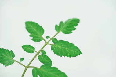 Beyaz Üzerine Yeşil Yaprak: Bileşik Yaprakların Kopyalama Boşluğu ile Temizleme Makrosu