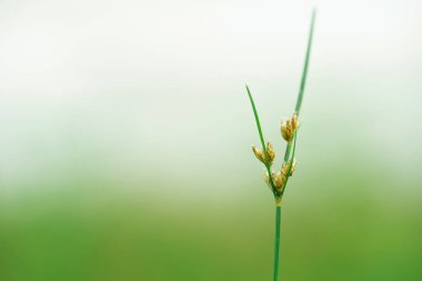 Yeşil ve Beyaz Kopyalama Alanlı Minimalist Sabit Çiçek Makrosu