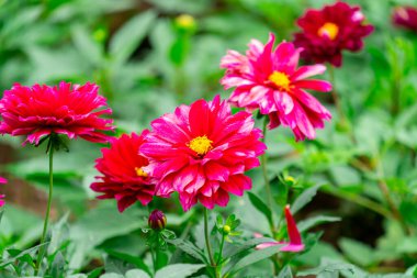 Canlı Magenta Dahlia Yeşiller Bahçesinde Çiçek açıyor