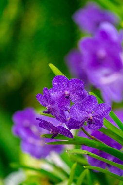 Tropik Yeşil Yapraklar Üzerinde Canlı Mor Vanda Orkide Kümesi