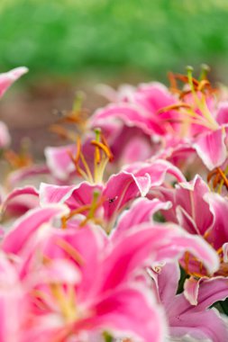 Beyaz Kenarlı ve Altın Renkli Pembe Zambaklar Kütlesi