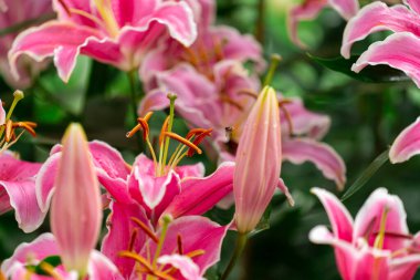 Beyaz Kenarlı ve Altın Renkli Pembe Zambaklar Kütlesi