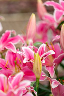 Beyaz Kenarlı ve Altın Renkli Pembe Zambaklar Kütlesi