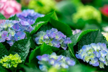 Bereketli Renkli Ortanca Bir Bahar Bahçesinde Çiçek Açar