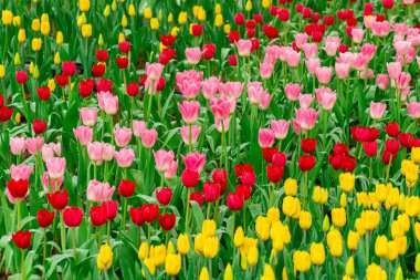 Parlak Bahar Lale Bahçesi: Taze Pembe, Kırmızı ve Sarı Damlalı Çiçekler
