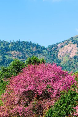 Yüksek Dağ manzarasında Pembe Himalaya Kiraz Ormanı