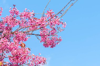 Pembe Himalaya kiraz çiçeği berrak mavi gökyüzüne karşı çiçek açıyor