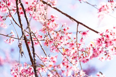 Pembe Himalaya kiraz çiçeği berrak mavi gökyüzüne karşı çiçek açıyor