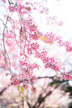 Pembe Himalaya kiraz çiçeği berrak mavi gökyüzüne karşı çiçek açıyor